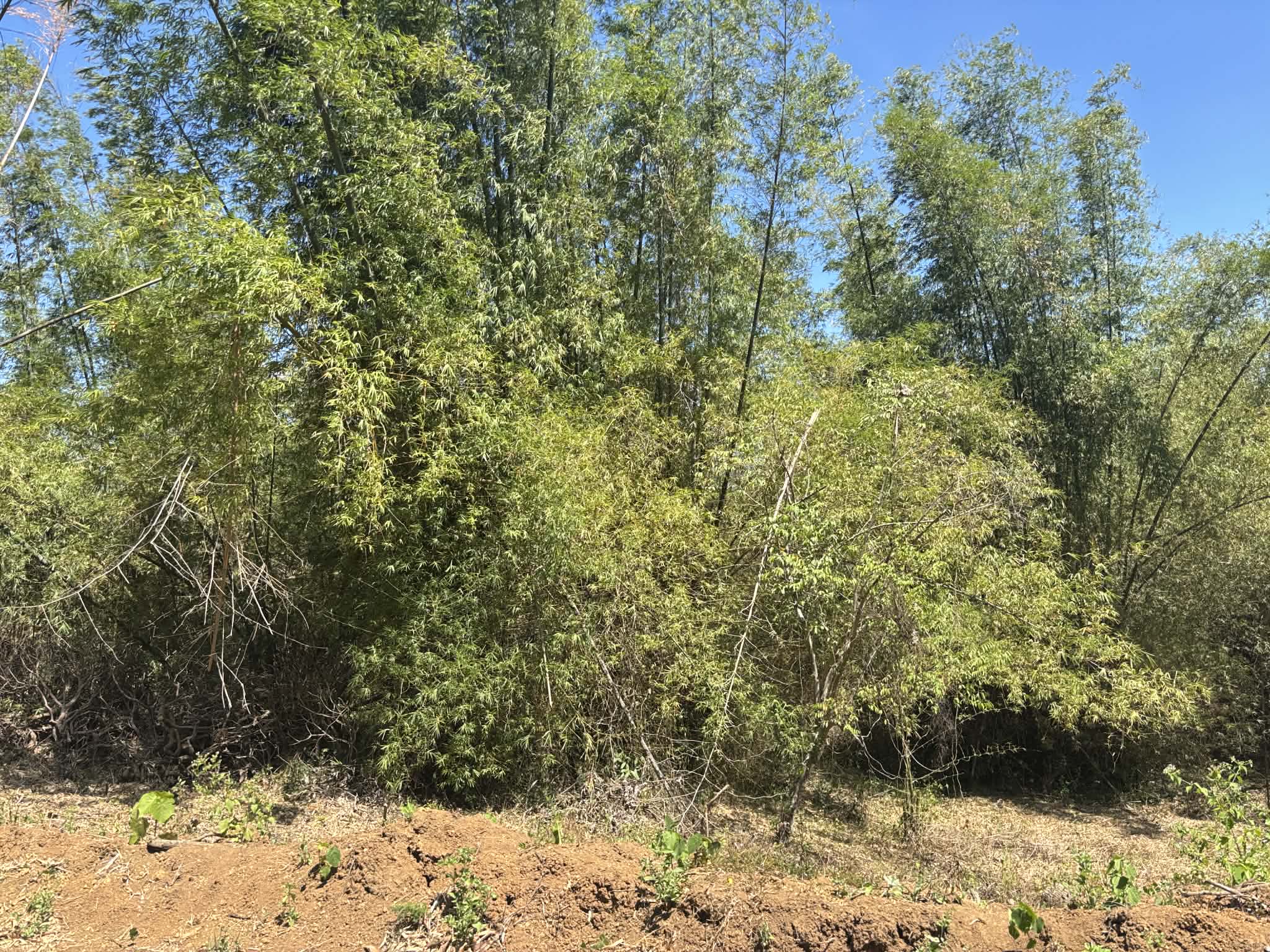 Front View Landscape