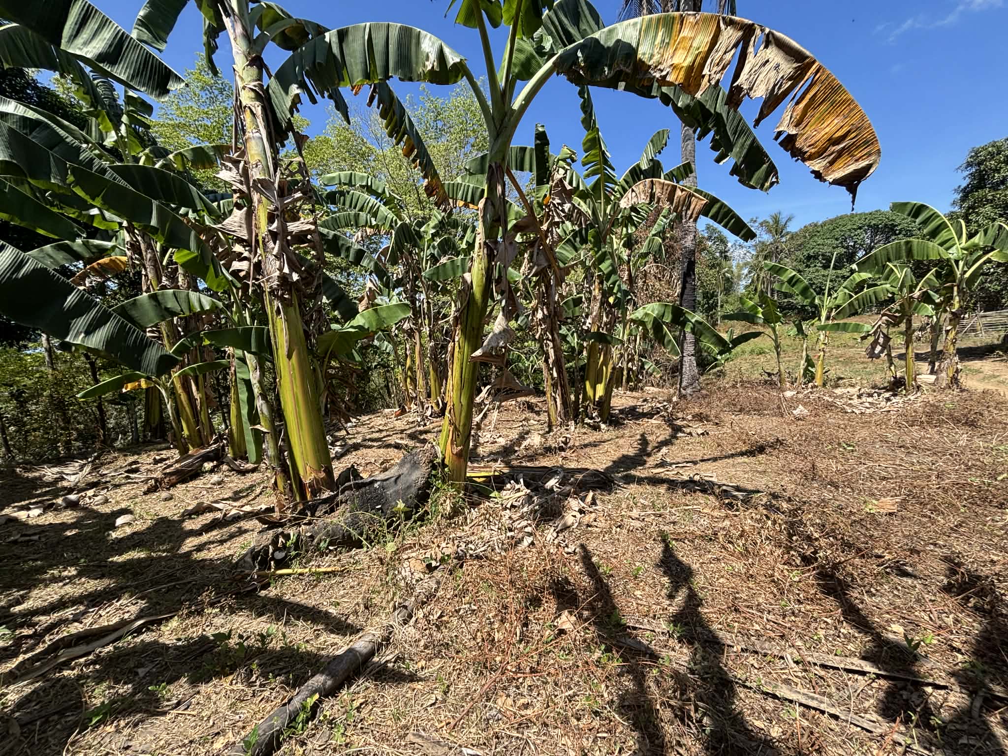Inside (Fruit Bearing Trees)